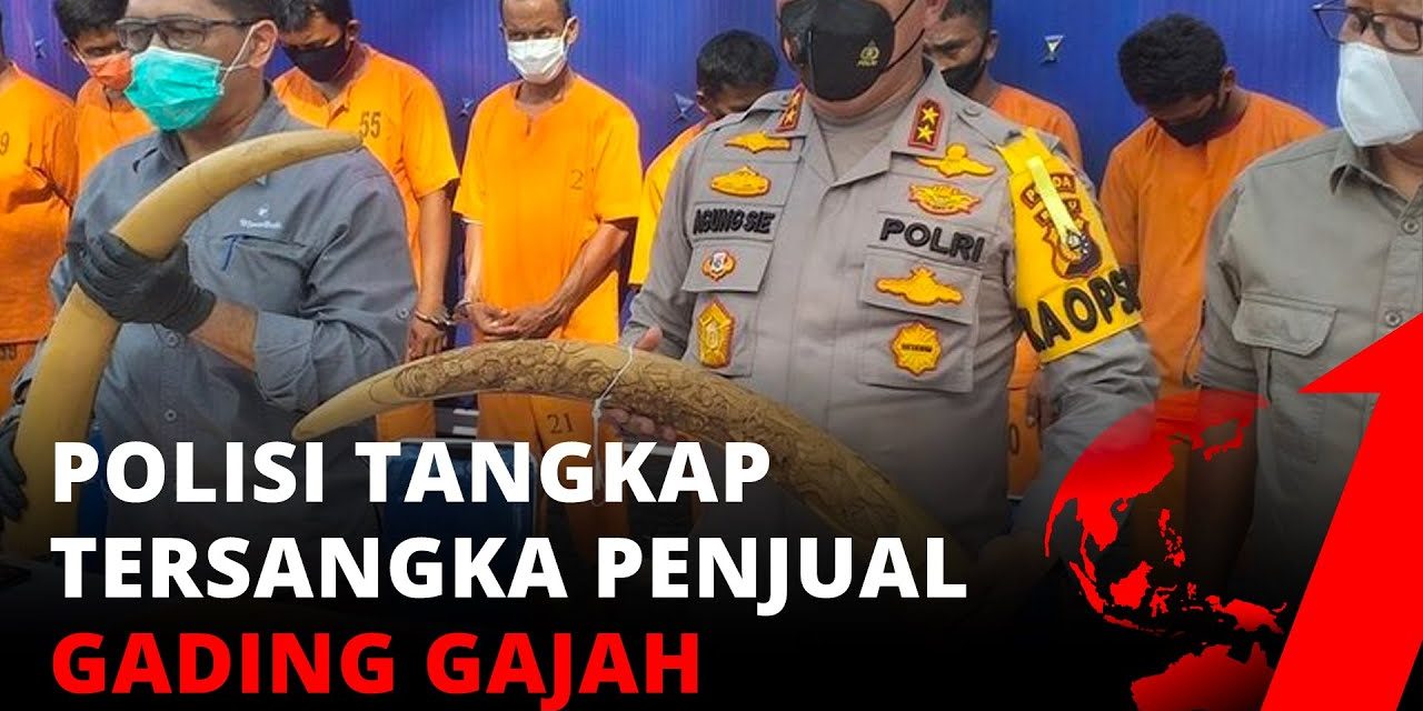 Penyelundupan Gading Ilegal: Ancaman Bagi Kelestarian Gajah