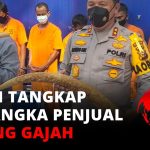 Penyelundupan Gading Ilegal: Ancaman Bagi Kelestarian Gajah