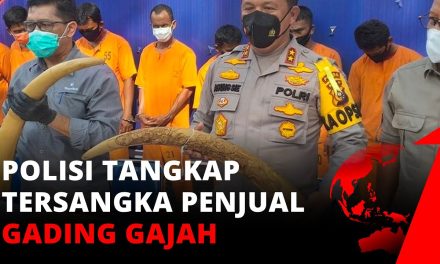 Penyelundupan Gading Ilegal: Ancaman Bagi Kelestarian Gajah