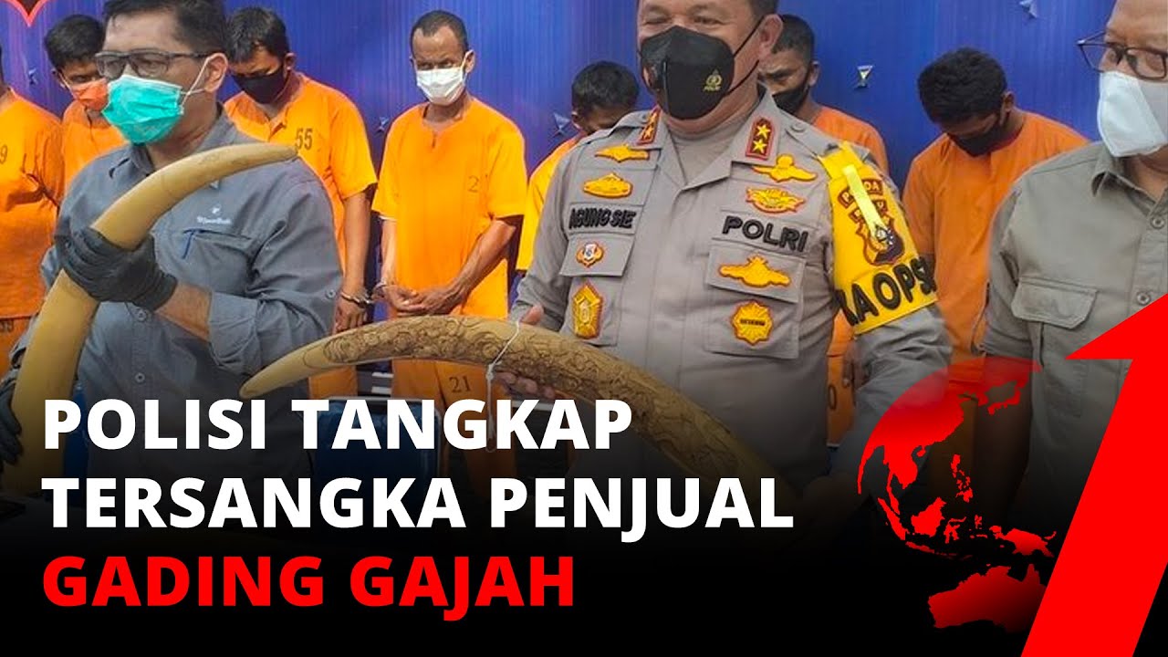Penyelundupan Gading Ilegal: