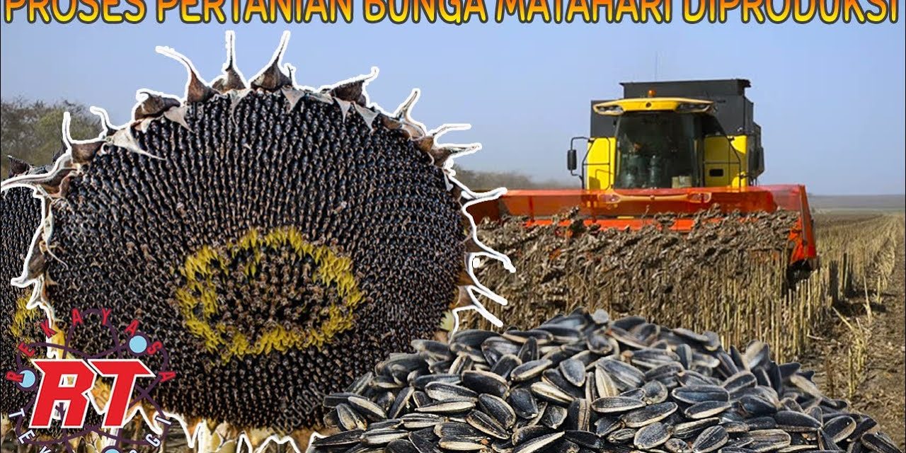 Peran Bunga Matahari: Dari Tanaman Hias Hingga Camilan Bergizi