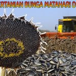 Peran Bunga Matahari: Dari Tanaman Hias Hingga Camilan Bergizi