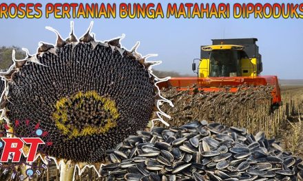 Peran Bunga Matahari: Dari Tanaman Hias Hingga Camilan Bergizi