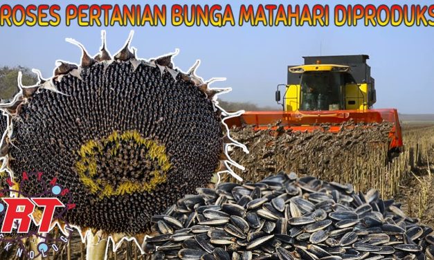 Peran Bunga Matahari: Dari Tanaman Hias Hingga Camilan Bergizi