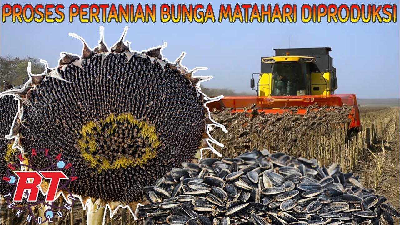Peran Bunga Matahari