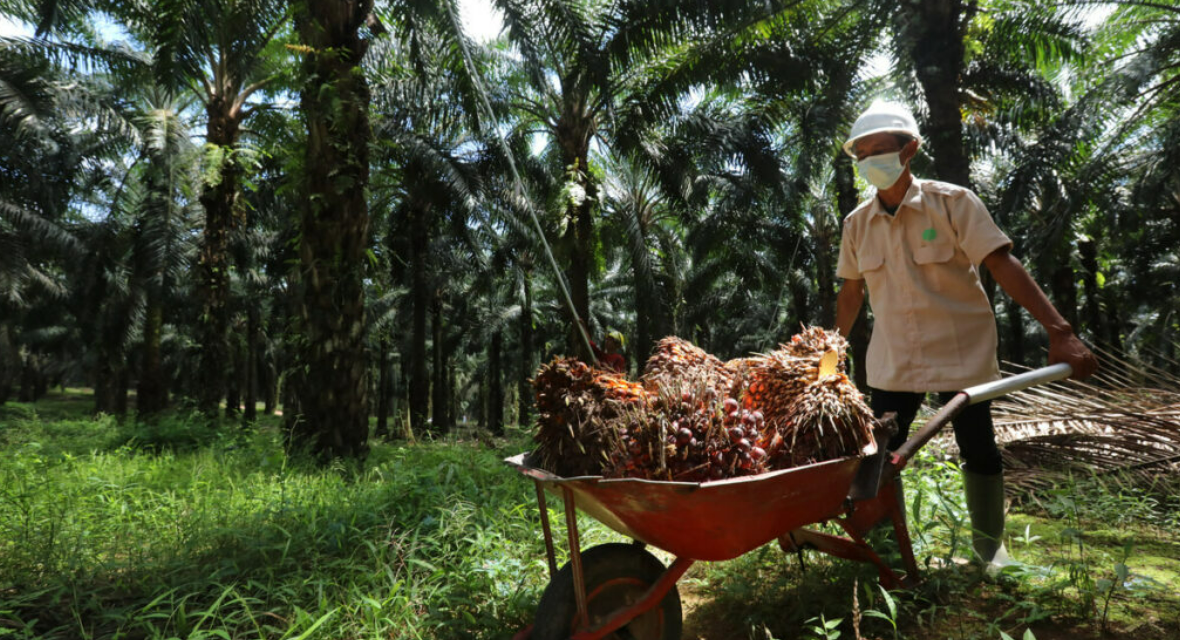 Petani Sawit Minta Program B50 Dikaji Ulang, Harga TBS Tertekan