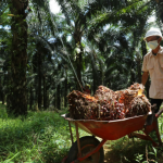 Petani Sawit Minta Program B50 Dikaji Ulang, Harga TBS Tertekan