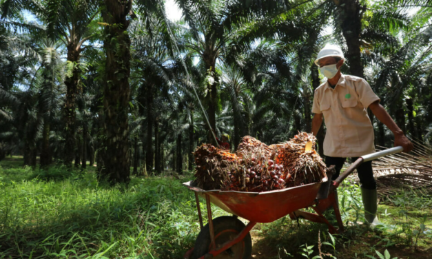 Petani Sawit Minta Program B50 Dikaji Ulang, Harga TBS Tertekan