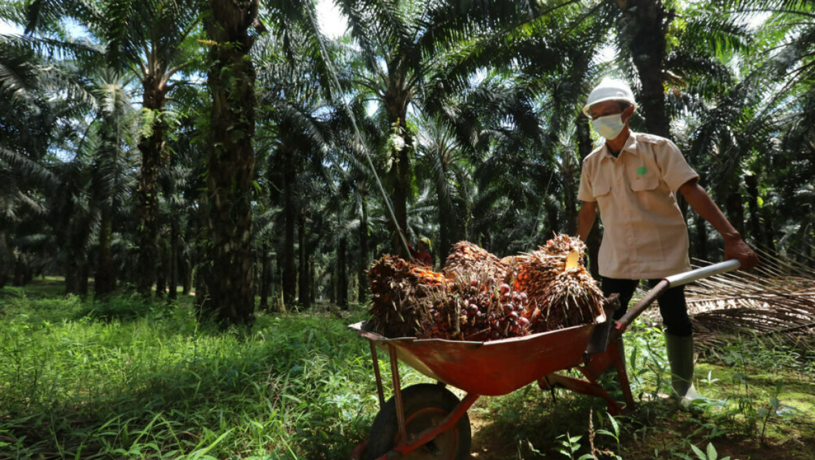 Petani Sawit