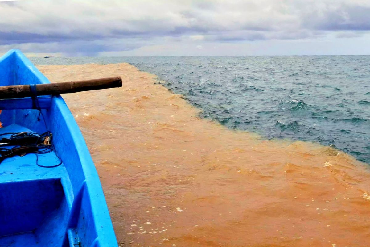 Laut Berubah Warna